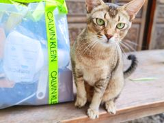 -喵屿·大理花园猫咖