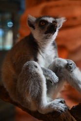 -Zoolung Zoolung动物主题公园(海信广场店)