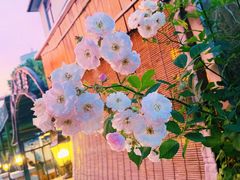 -花笙记打边炉·煲仔饭(五大道店)