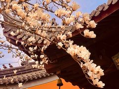 -灵谷景区