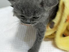 -菲丽丝宠物医院·24小时·猫科中心·免疫点(淮海分院)