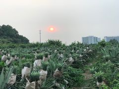 -光明小镇欢乐田园