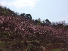 -桃花岭景区