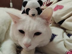 -艾贝尔宠物医院 ·中兽医·宠保定点(北门桥店)