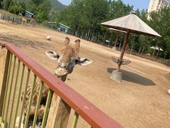 -大连森林动物园