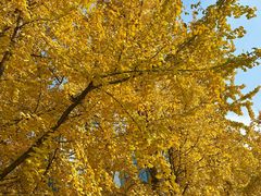 -重庆市江北嘴中央商务区中央公园