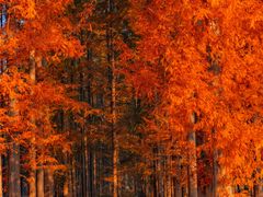 -黄海国家森林公园