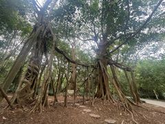 -中国科学院西双版纳热带植物园