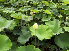 -黄兴公园