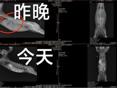 -雨林宠物医院·异宠专科(浦东分院)