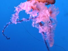 -太平洋海底世界