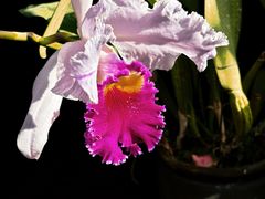 -国家植物园南园