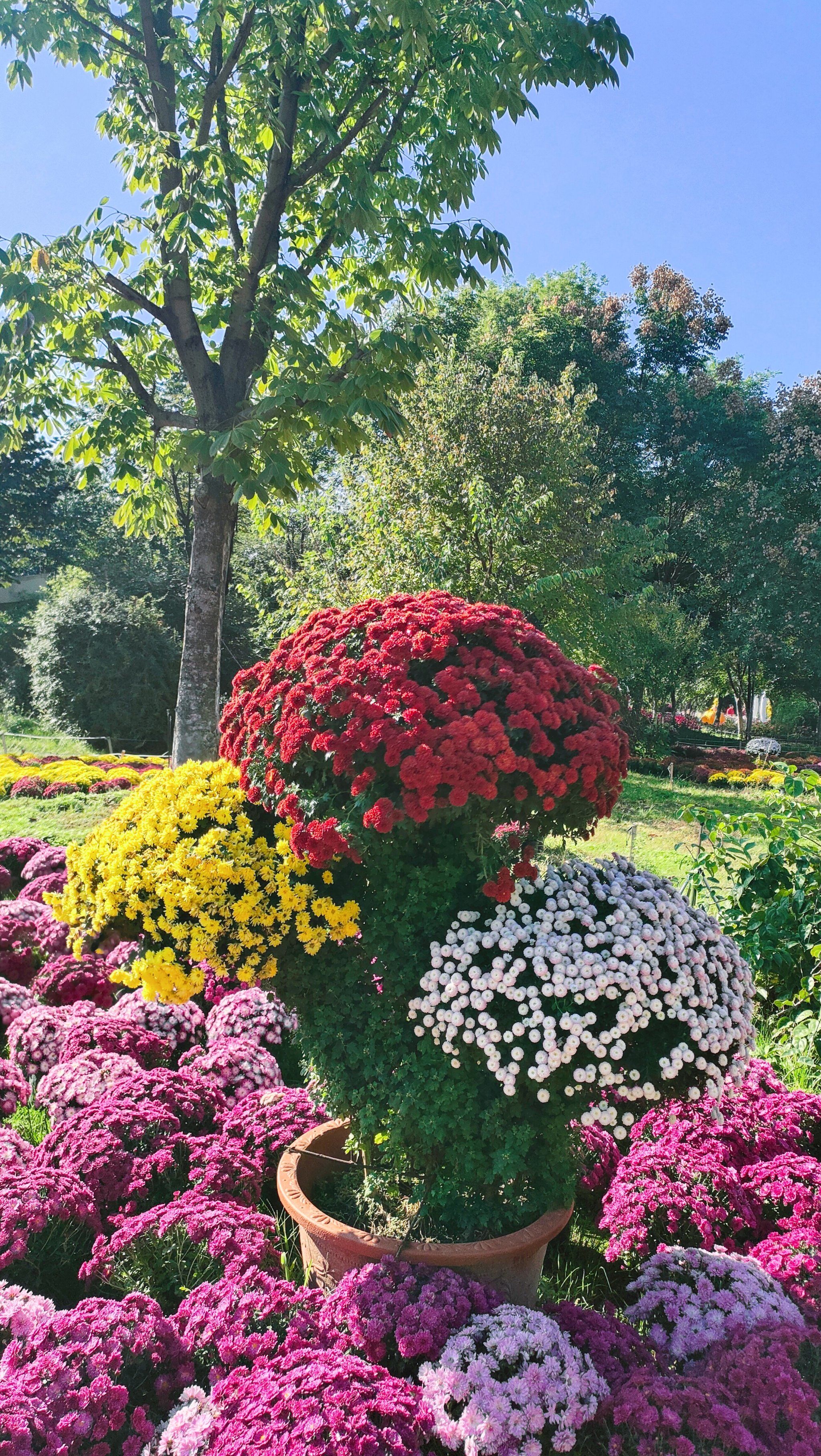 植物园菊花展,深秋最后一次花团锦簇🌸🌸