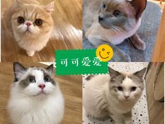 -滚猫咖啡·猫咖·猫友好撸猫(未来城店)