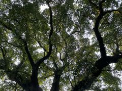 -桂林独秀峰王城景区