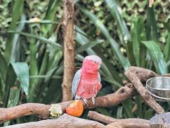 -广州长隆野生动物世界