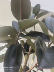 -HEYAN荷妍专业脱毛连锁机构