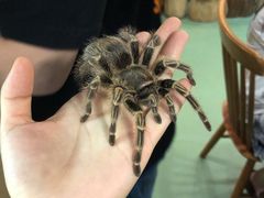 -藦茜花园宠物主题亲子互动体验馆(国顺东路店)
