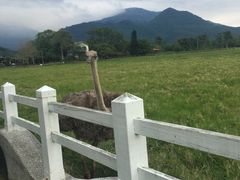 -瑞穗牧场
