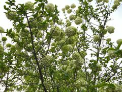 -栾川竹海野生动物园