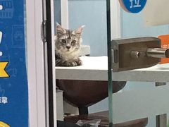 -纳吉亚猫专科动物诊疗中心(蒋宅口分院)