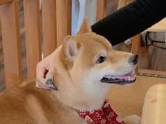 -豆柴町-柴犬主题狗咖(红鼎国际C座店)
