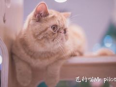 -飞行喵MR PILOT|猫舍·猫咖(静安大融城店)