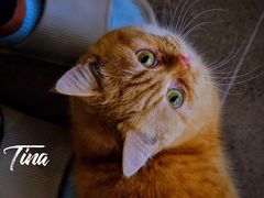 -飞行喵MR PILOT|猫舍·猫咖(静安大融城店)