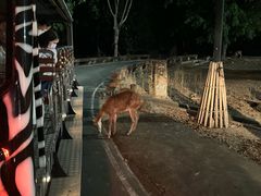 -清迈夜间动物园