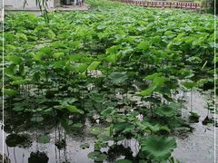 -莲湖公园