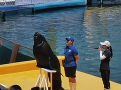 -秦皇岛乐岛海洋王国