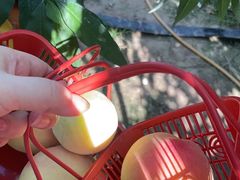 -南汇水蜜桃采摘(大团店)