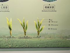 -中国茶叶博物馆(双峰馆区)