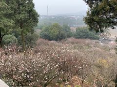 -香雪海