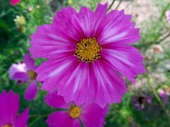 -杭州湾海上花田景区