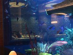 -迪拜帆船酒店海底餐厅