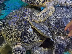 -烟台海昌鲸鲨海洋公园