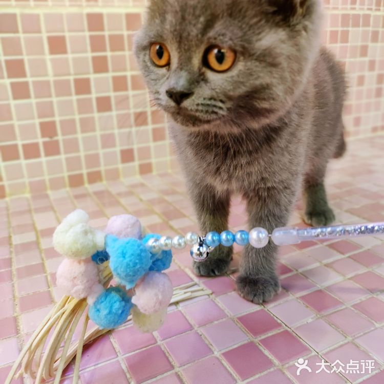 三里屯超火的萌宠店,来和巴拿马水豚亲密接触吧🎀