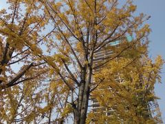 -百林公园-两江幸福广场