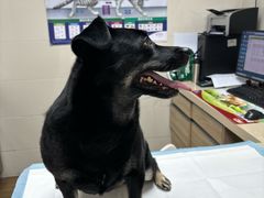 -爱侣·安琦尔宠物医院·中兽医针灸·心内科·狂犬免疫点(宝山区院)