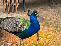 -J Create城市露营咖啡·简餐·宠物(上海动物园店)