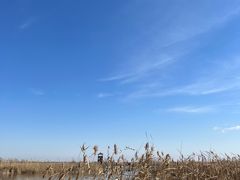 -盐城丹顶鹤湿地生态旅游区