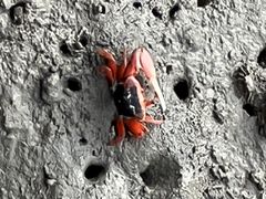 -北海金海湾红树林生态旅游区