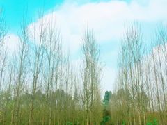 -白鹭湾湿地公园