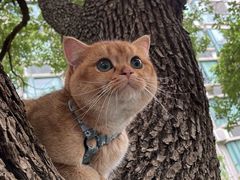 -东方名猫馆·英短金渐层布偶猫舍(环线广场1号楼店)