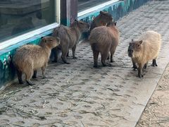 -西霞口神雕山野生动物世界