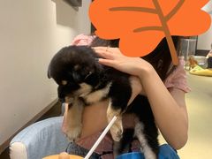 -逗柴咖啡屋·狗咖猫咖宠物桌游