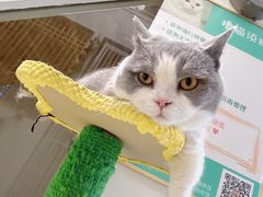 -猫在这儿猫咪咖啡馆·撸猫馆