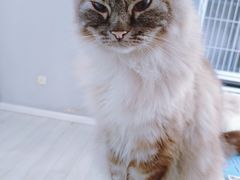 -喵的天空名猫咖啡馆·撸猫·猫舍·用品