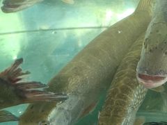 -煲来饱去冷水鱼